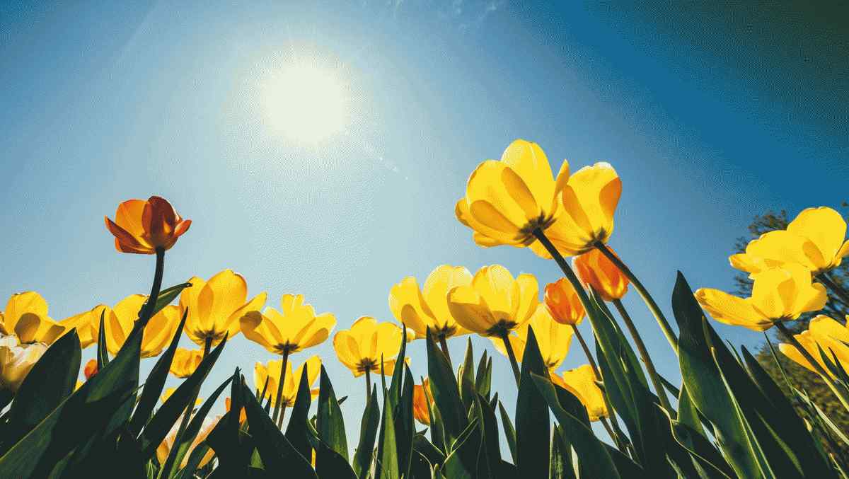 15 raisons scientifiques pour lesquelles le printemps est la saison la plus agréable