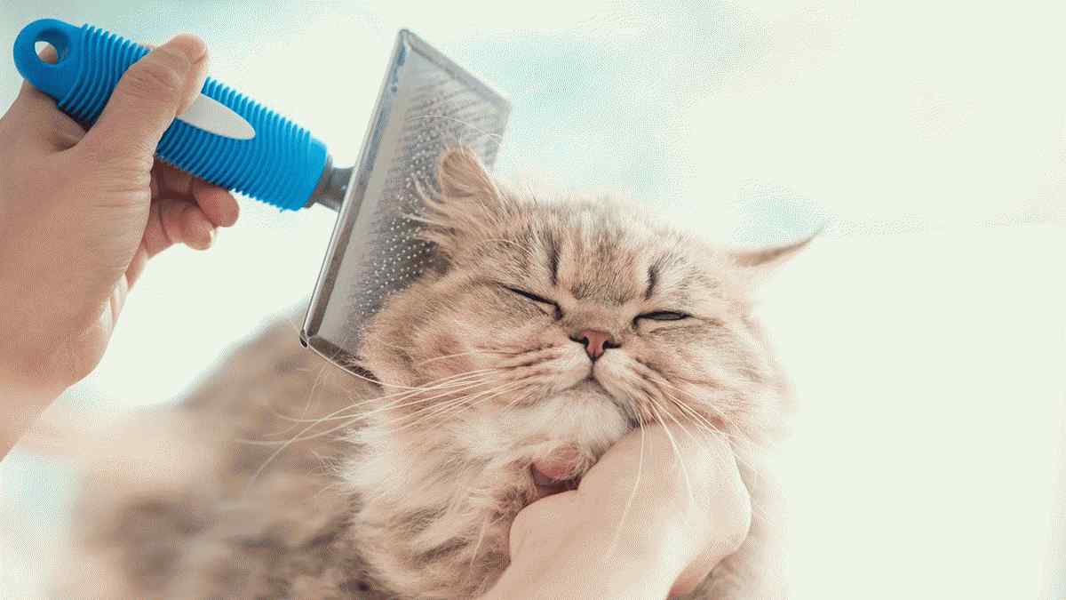 13 secrets des toiletteurs d'animaux