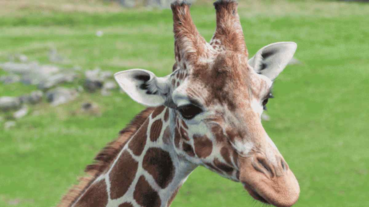 20 Dinge, die du vielleicht noch nicht über Giraffen weißt