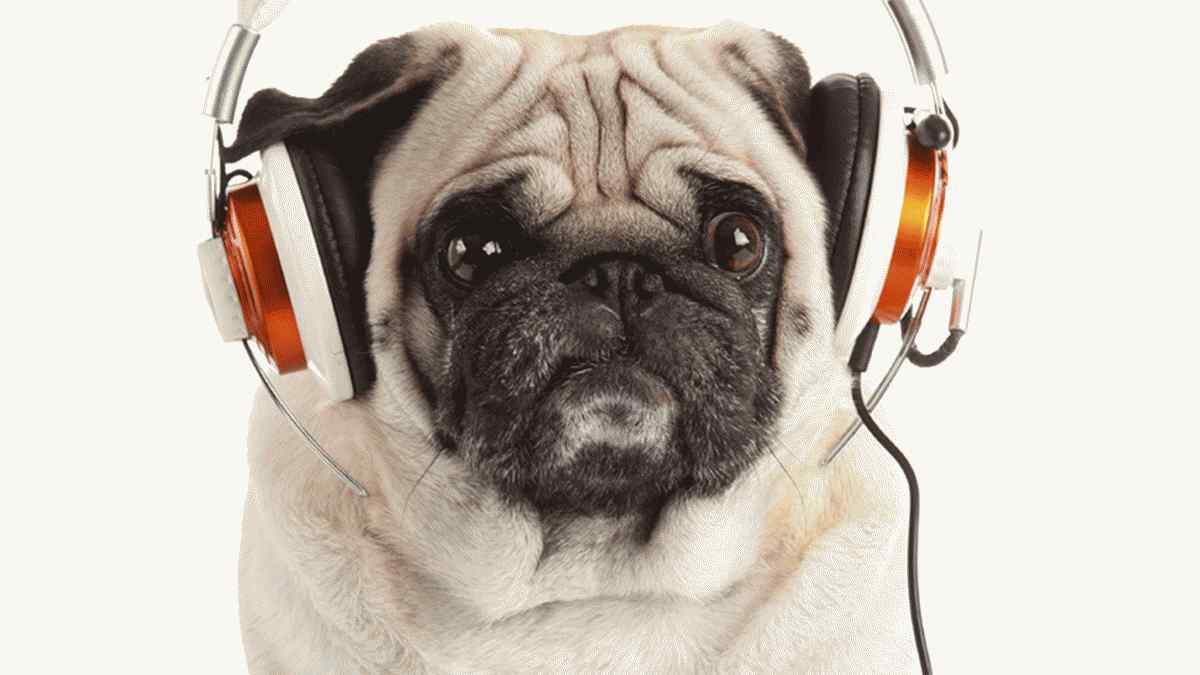 動物が音楽にどのように反応するかに関する7つの科学的研究