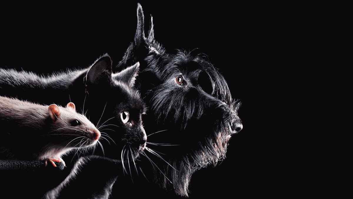 驚くべき動物の友情