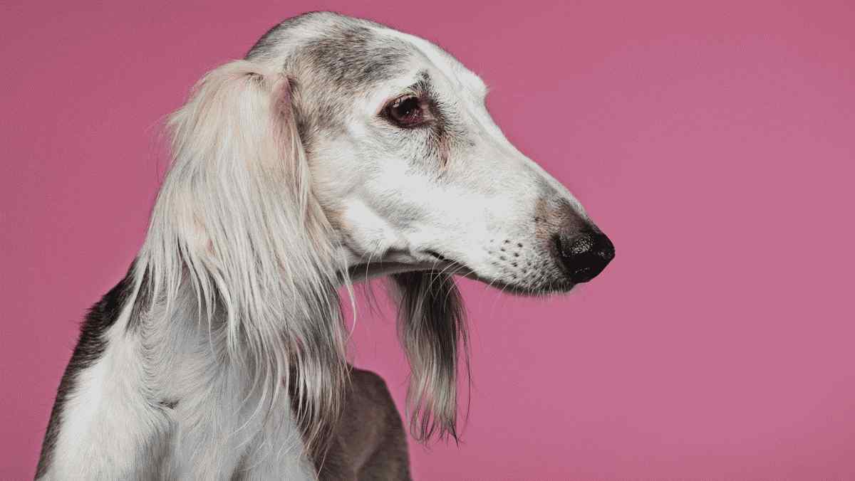 die 8 teuersten Hunderassen der Welt