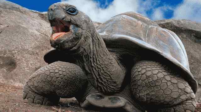 Warum leben Riesenschildkröten so lange?
