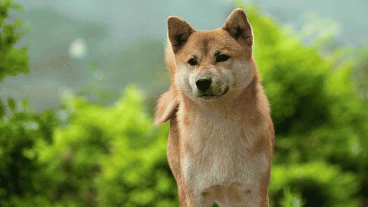柴犬についての11の愛らしい事実