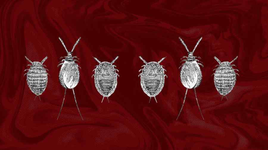 コチニールカイガラムシがヨーロッパをどのように着色したか