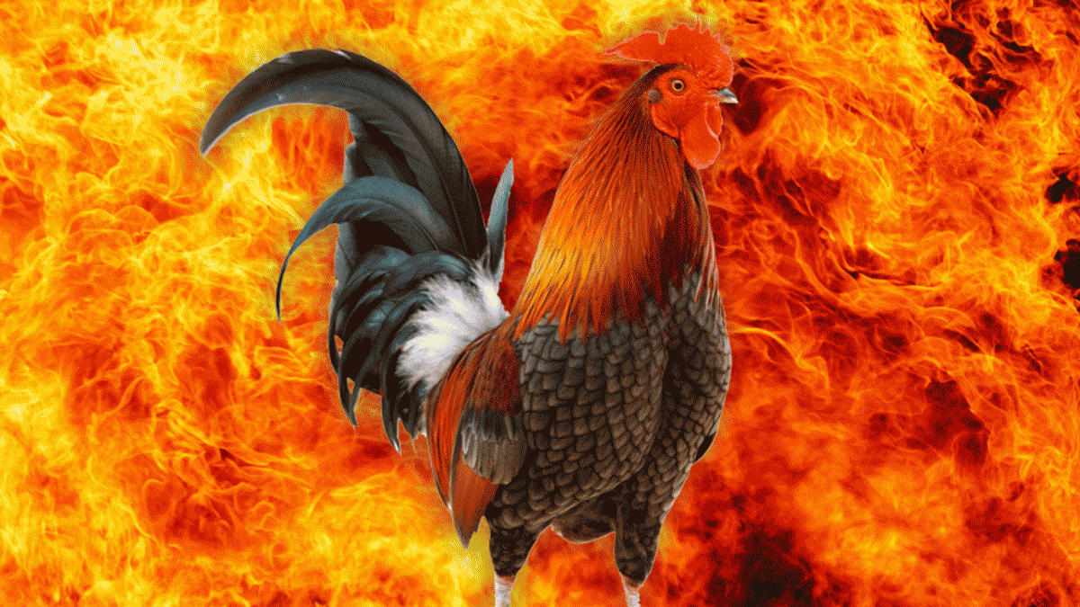 50 faits incroyables sur les animaux que vous voudrez partager