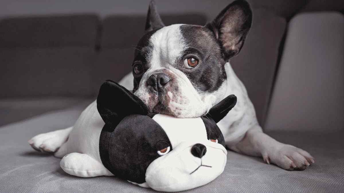 15 brinquedos engraçados para animais de estimação