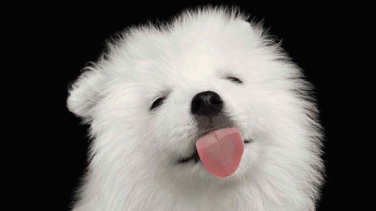 あなたの犬に関する15の質問に対する驚くべき答え