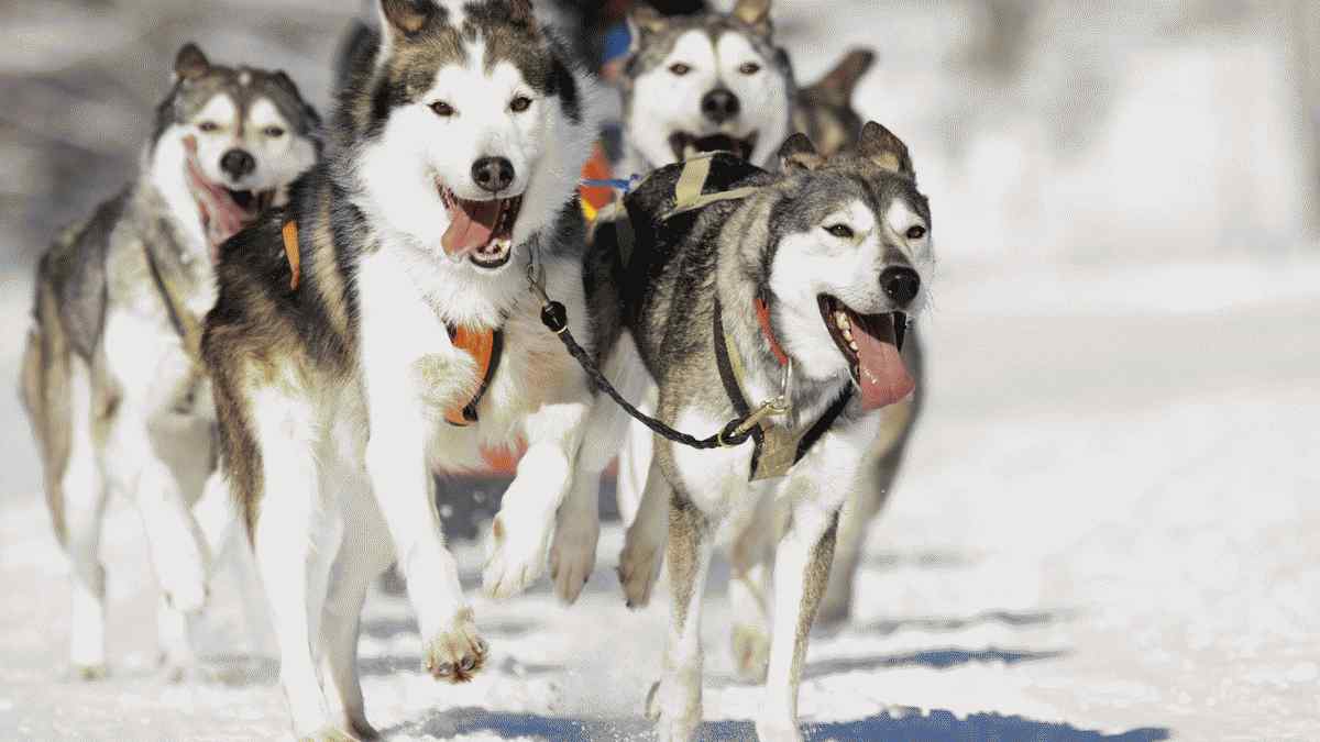 10 faits marquants sur les huskies