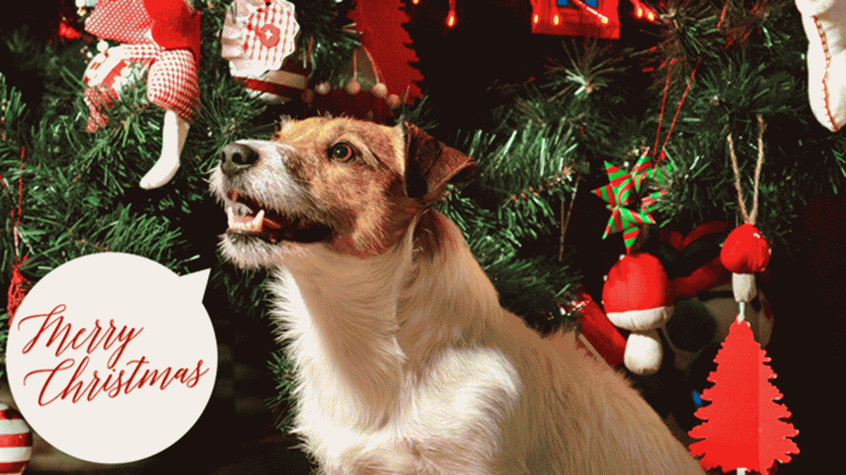 話す動物がクリスマスの伝説になった方法