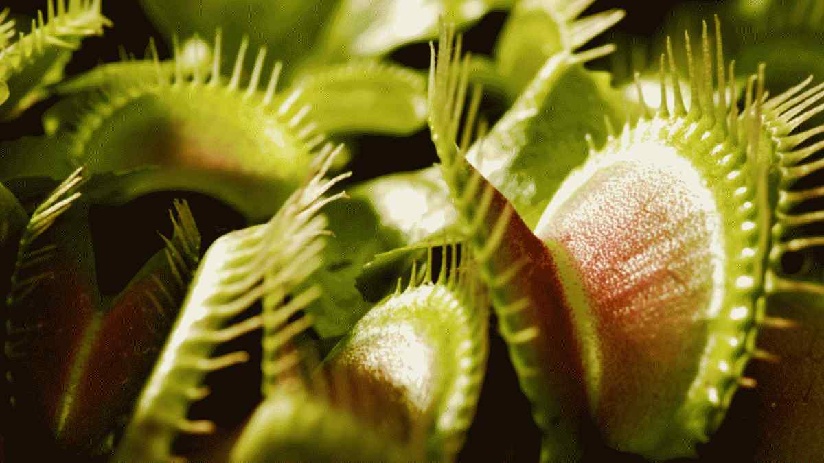 11 unglaubliche Fakten über Venusfliegenfallen