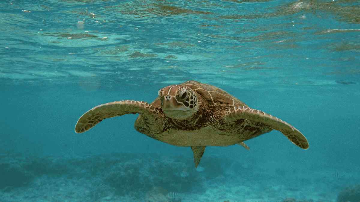 faits sur les océans du monde