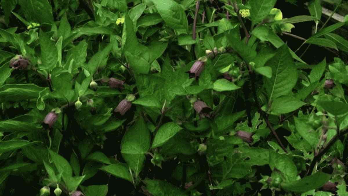 5 klassieke vergiften en de mensen die ze gebruikten