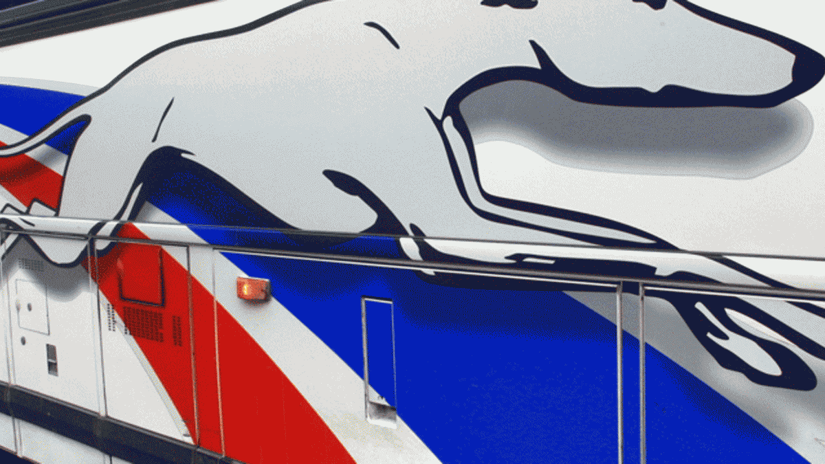 100 ans sur un chien sale : l'histoire du lévrier