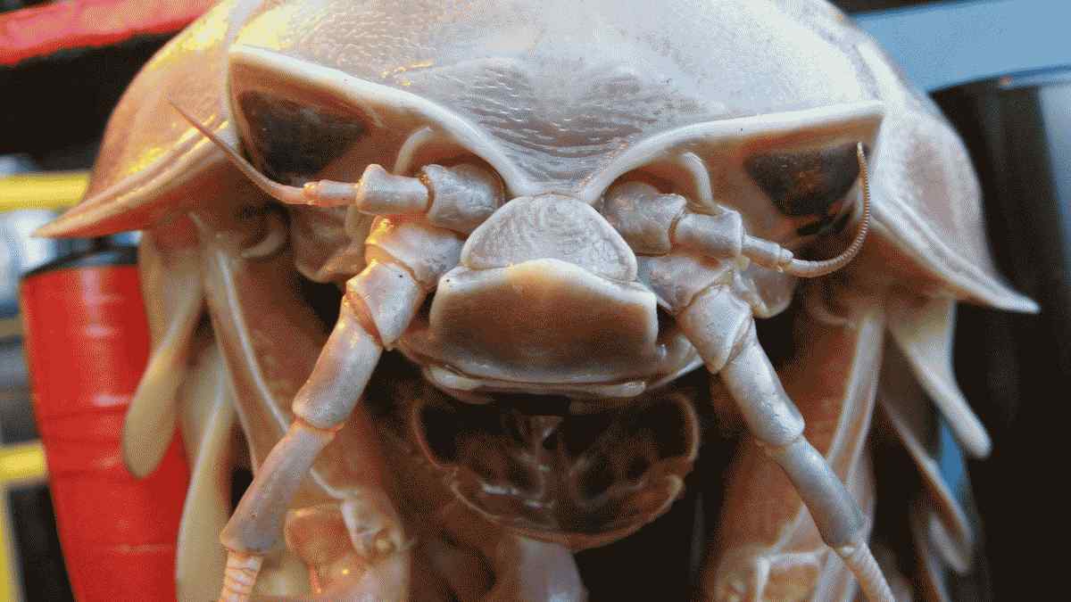 18 faits impressionnants sur les isopodes géants