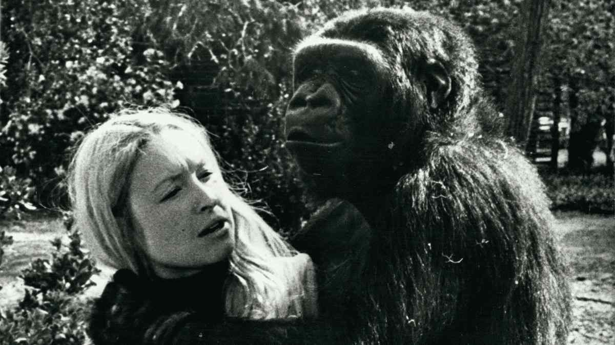 5 dades sobre koko el goril·la