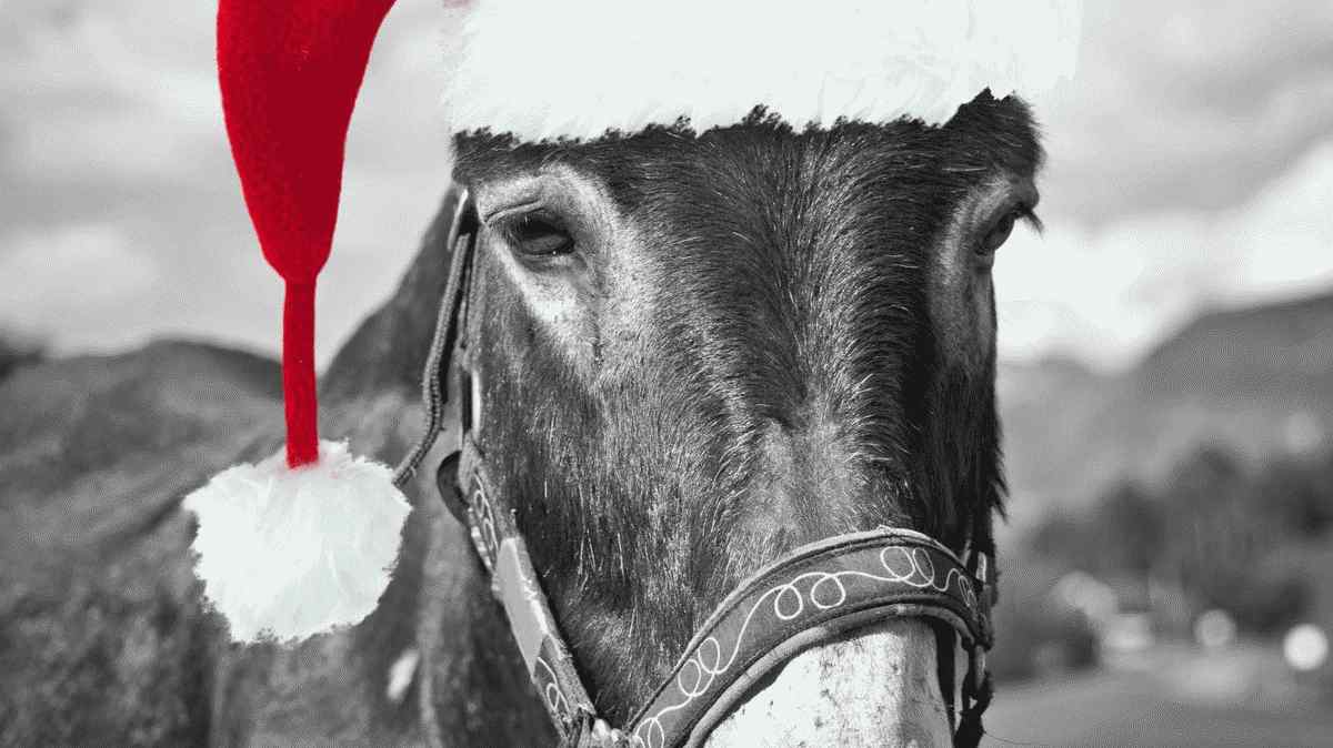 'dominick the donkey': de wilde geschiedenis van het kerstlied