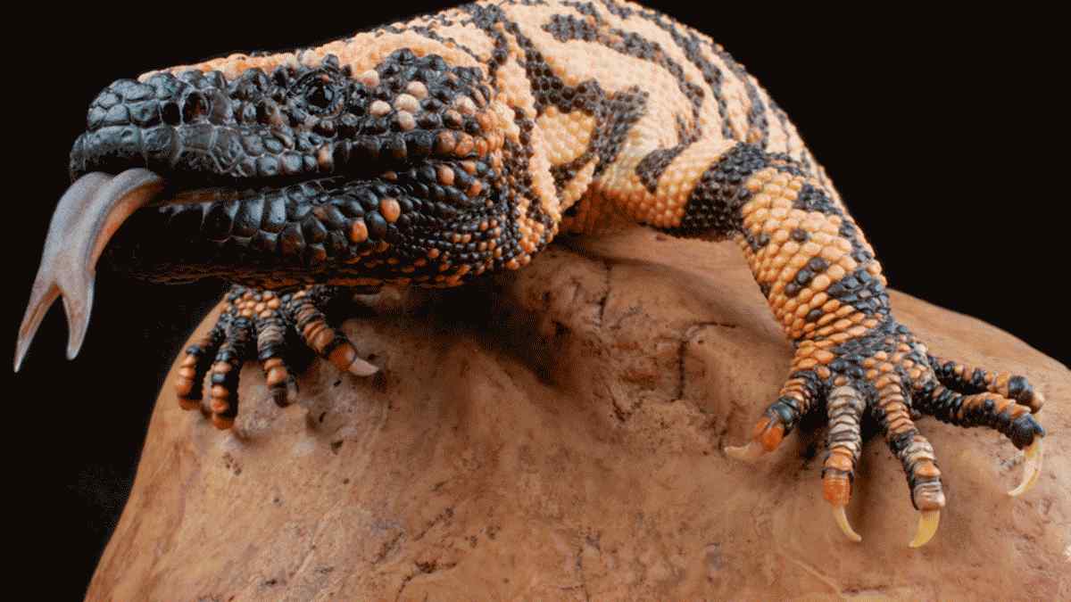 12 faits marquants sur les monstres de Gila